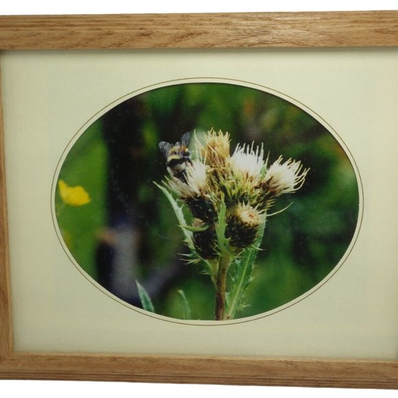 Thistle Bumble Bee Framed Photo Print Oval Matte - Picture 1 of 6